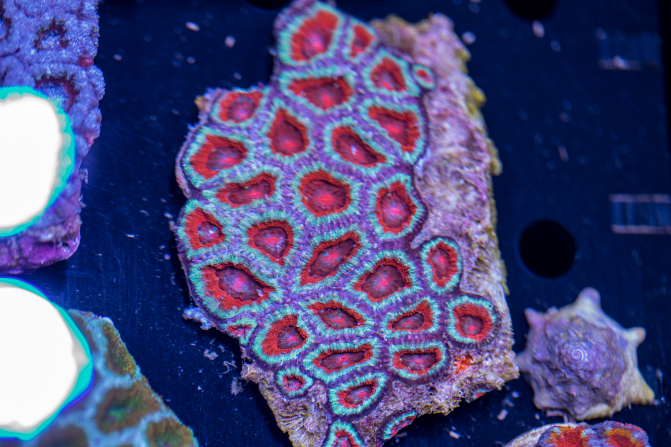 Acan - Lord Howe 1 Acan - Lord Howe