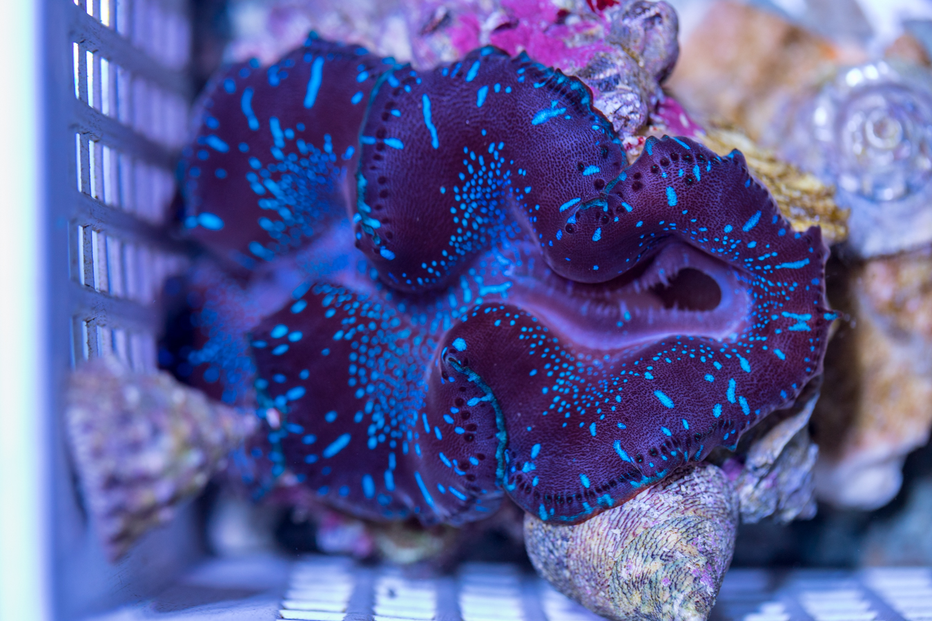 Clam - Maxima 1 Clam - Maxima