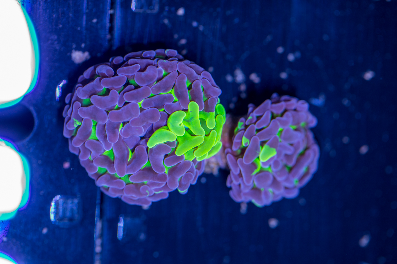 Hammer - Branching 1 Hammer - Branching