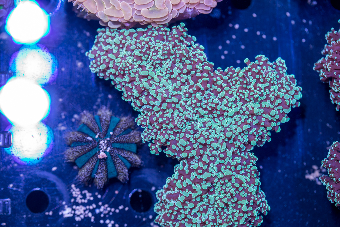 Frogspawn 1 Frogspawn