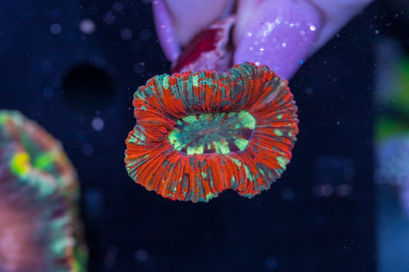 Trachyphyllia 1 Trachyphyllia