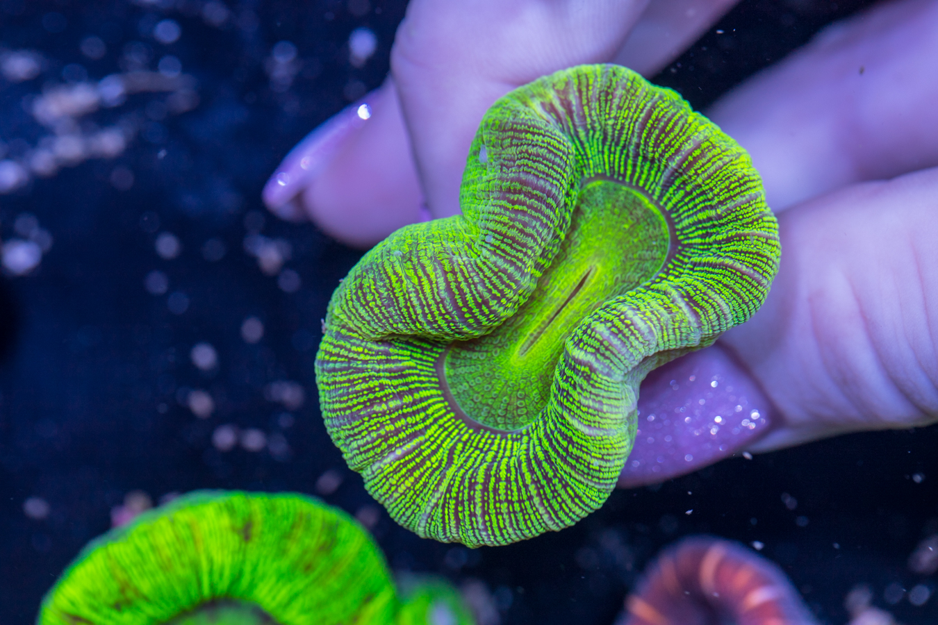 Trachyphyllia 1 Trachyphyllia