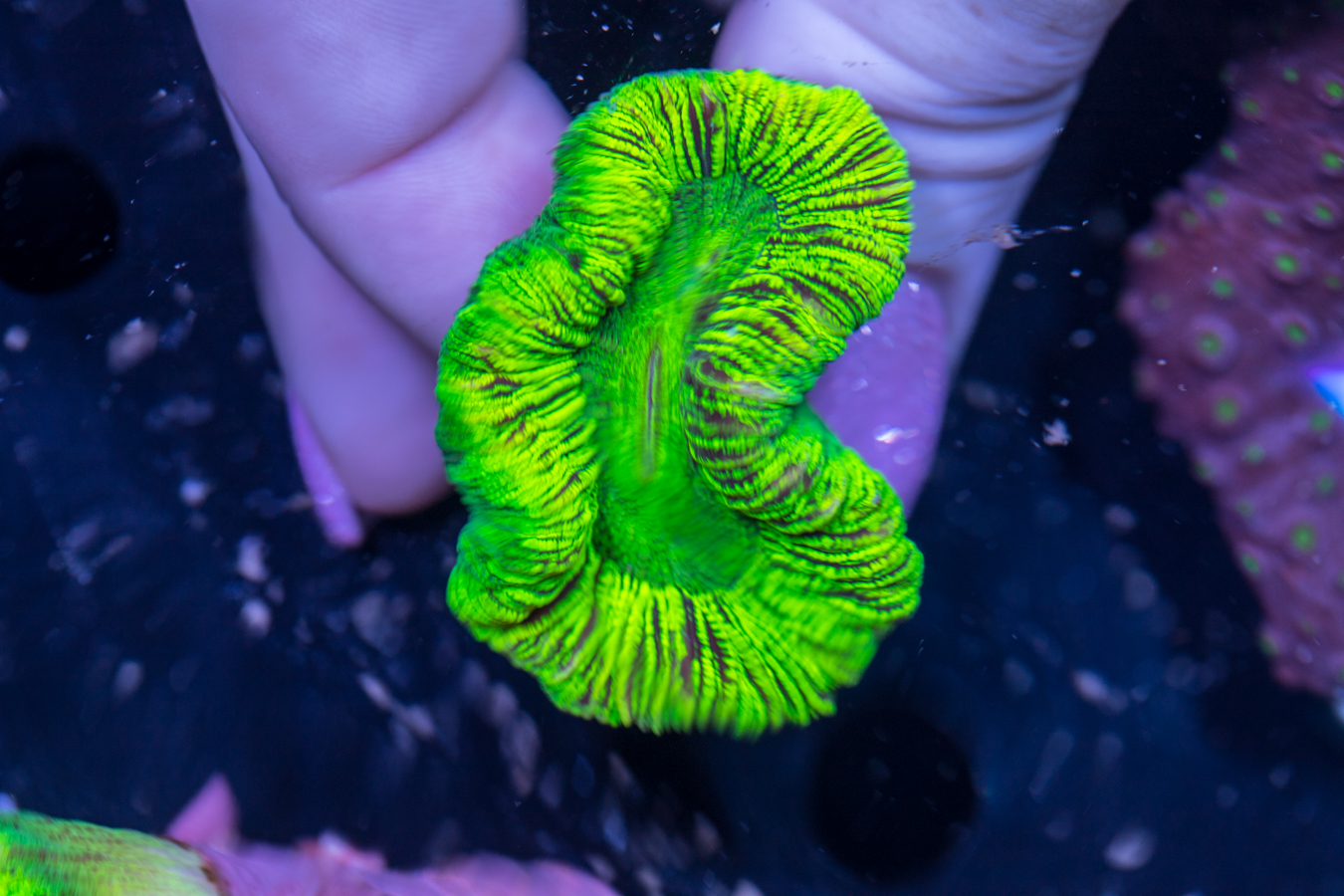 Trachyphyllia 1 Trachyphyllia