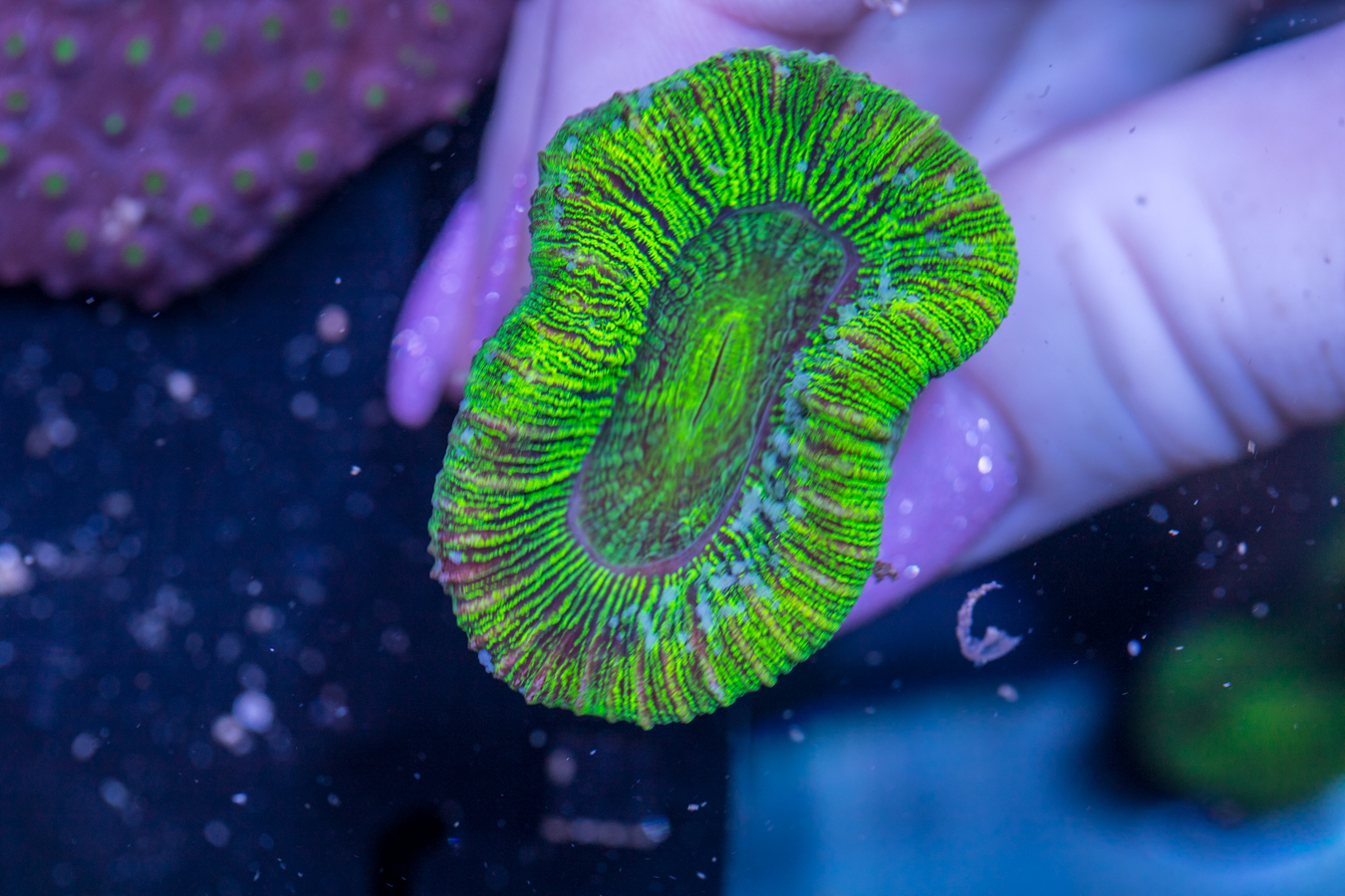 Trachyphyllia 1 Trachyphyllia