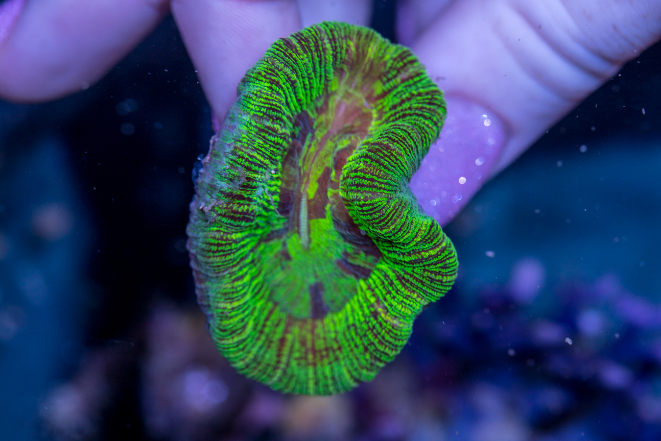 Trachyphyllia 1 Trachyphyllia