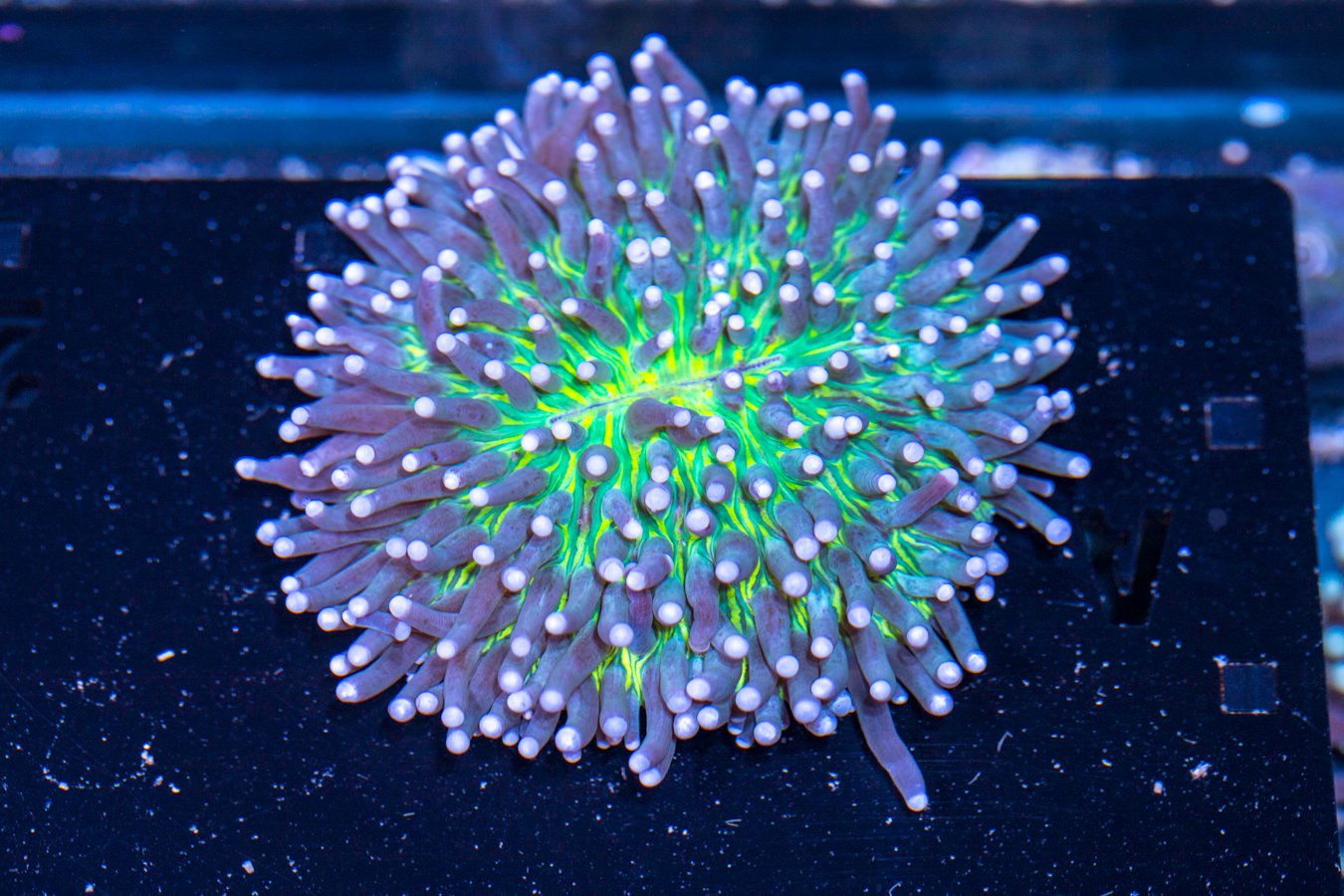 Heliofungia 1 Heliofungia