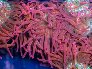 Bubble Tip Anemone - Forest Fire