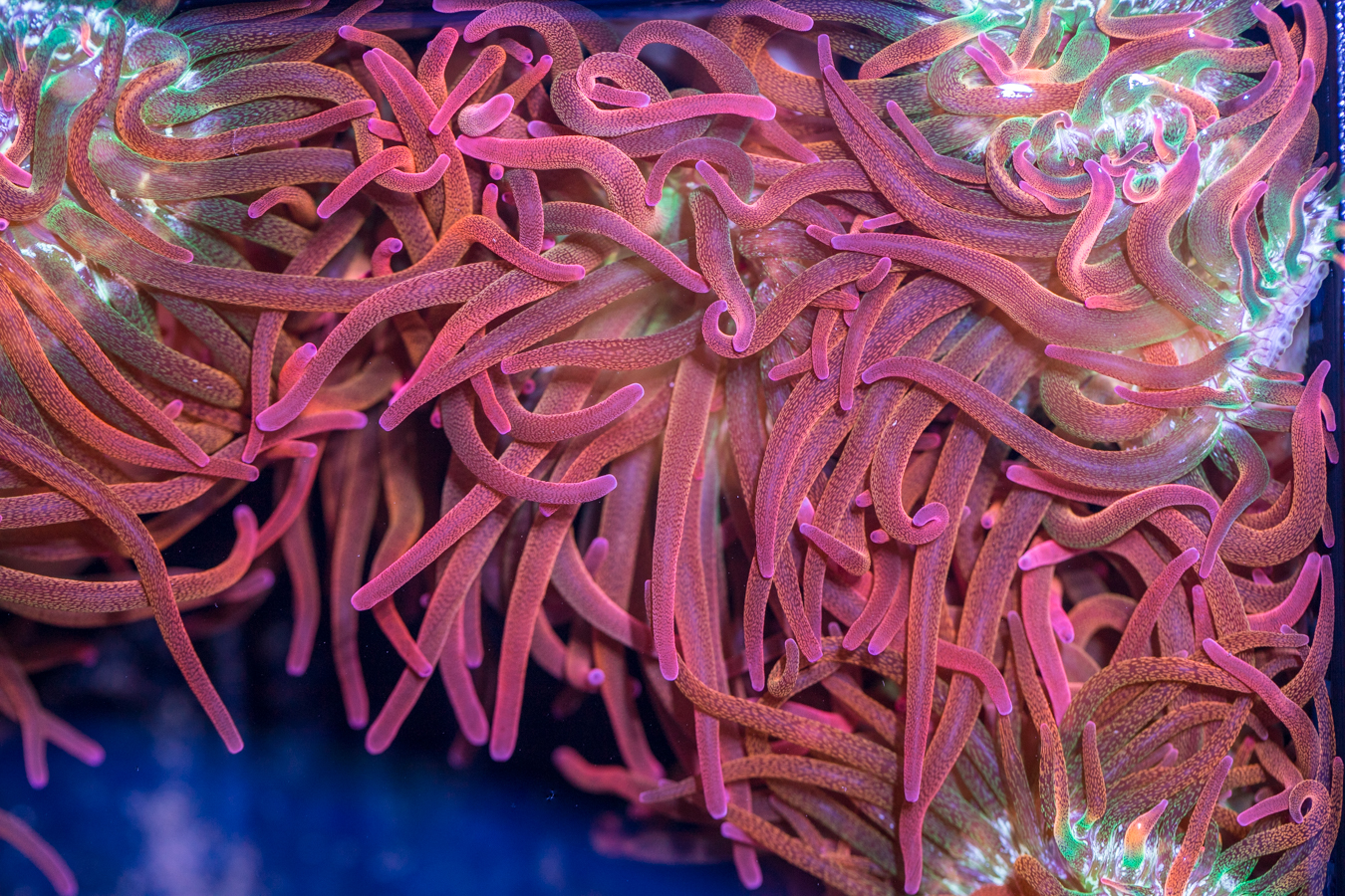 Bubble Tip Anemone - Forest Fire 1 Bubble Tip Anemone - Forest Fire