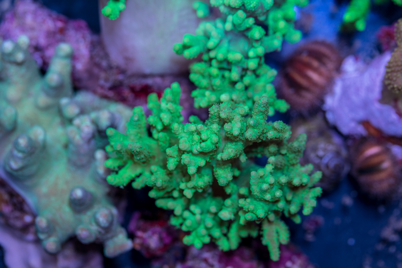 Sinularia 1 Sinularia