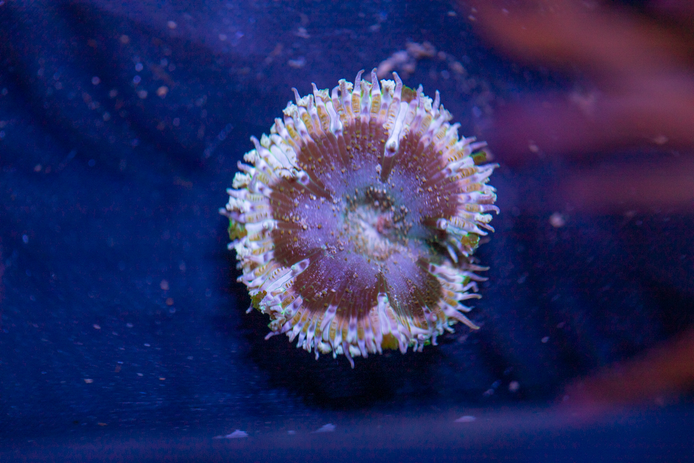 Mini Maxi Anemone 1 Mini Maxi Anemone