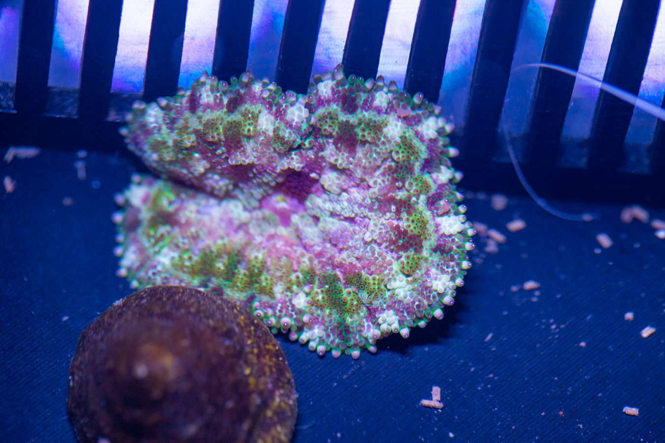 Mini Maxi Anemone 1 Mini Maxi Anemone