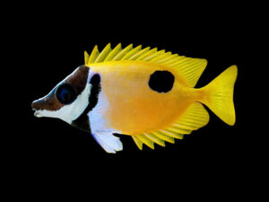 Foxface Rabbitfish - One Spot