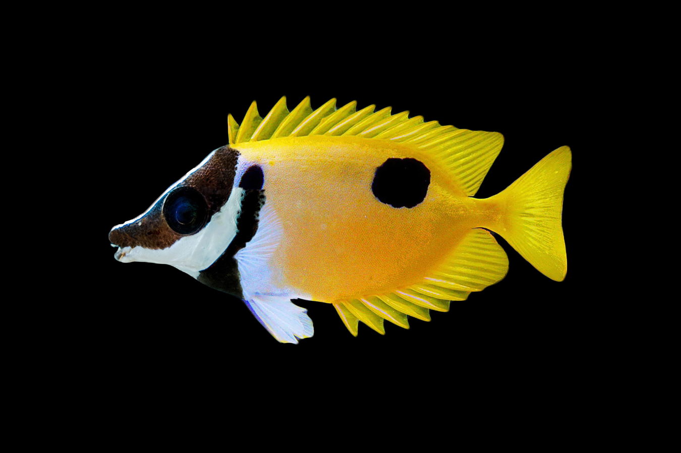 Foxface Rabbitfish - One Spot 1 Foxface Rabbitfish - One Spot