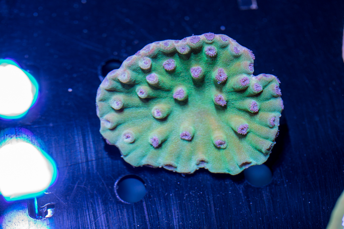 Turbinaria 1 Turbinaria