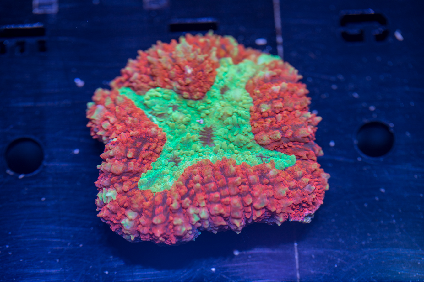 Symphyllia 1 Symphyllia