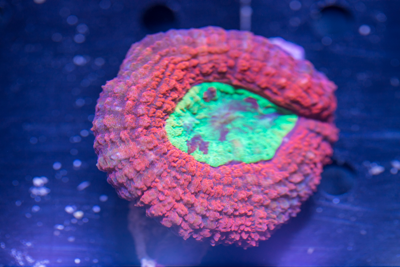 Symphyllia 1 Symphyllia