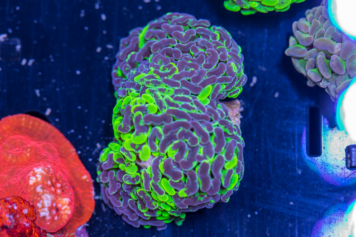 Hammer - Branching 1 Hammer - Branching