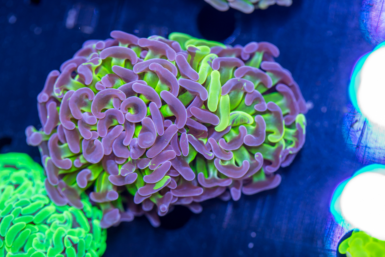 Hammer - Branching 1 Hammer - Branching