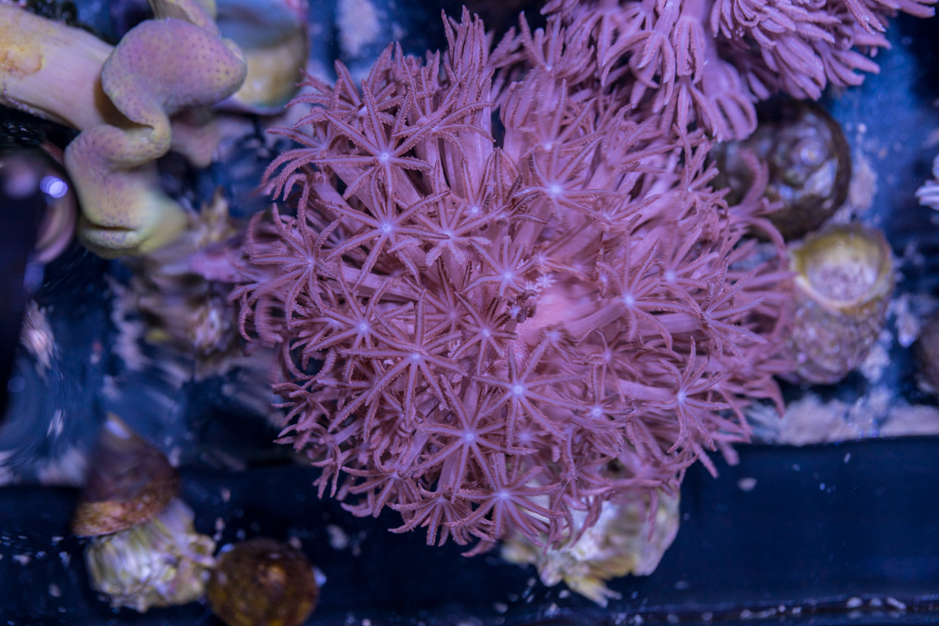 Xenia - Pulsating 1 Xenia - Pulsating