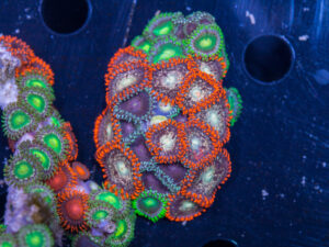 Zoanthids