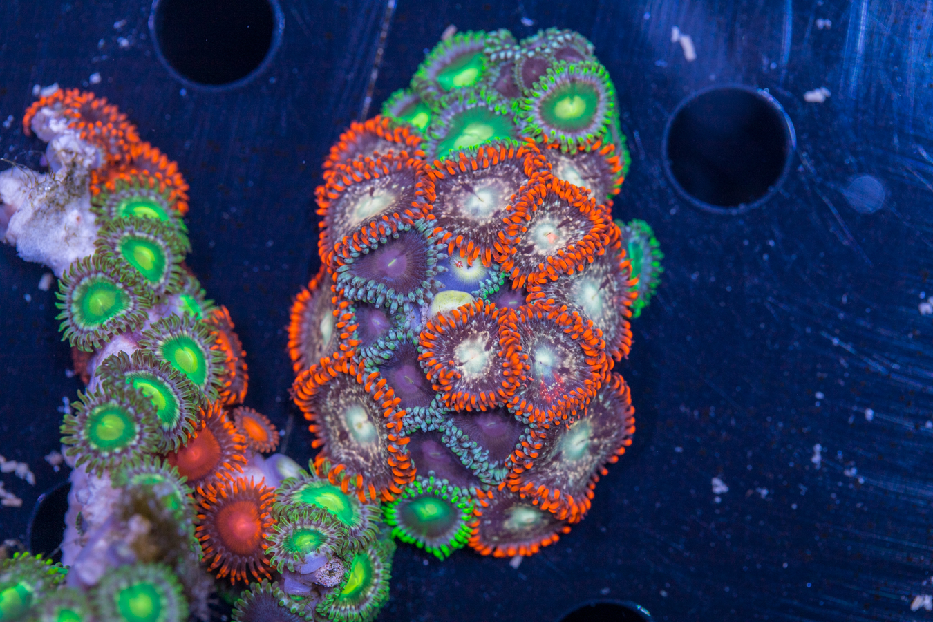 Zoanthids 1 Zoanthids