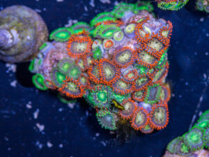 Zoanthids