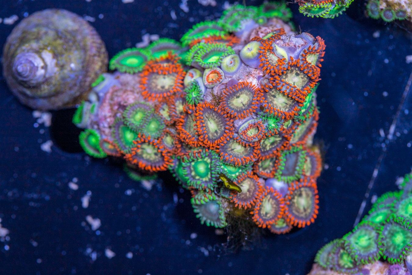 Zoanthids 1 Zoanthids