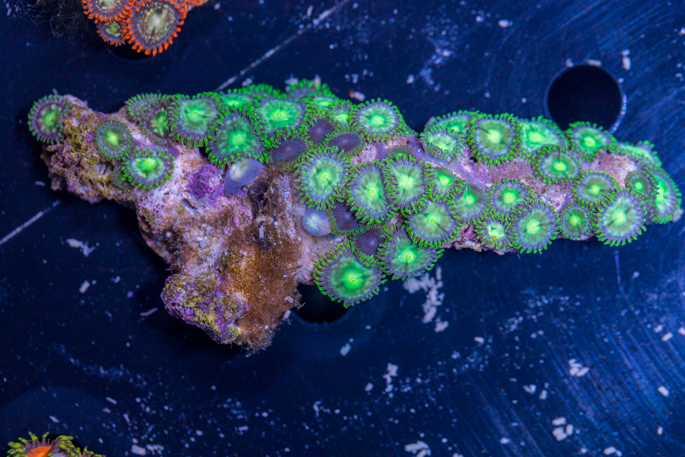 Zoanthids 1 Zoanthids