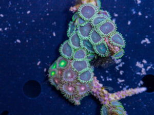 Zoanthids