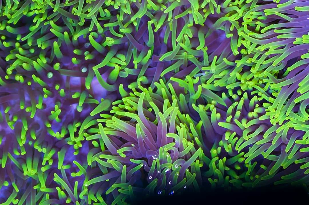 Magnifica Anemone 1 Magnifica Anemone