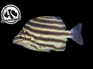 Cart 2 Australian Stripey - Quarantined