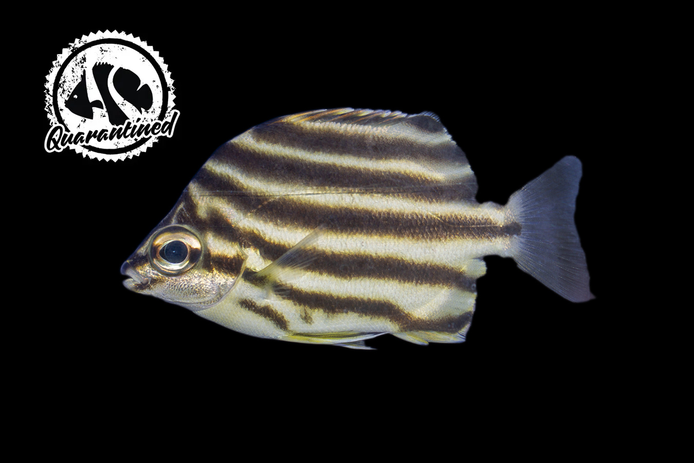 Australian Stripey - Quarantined 1 Australian Stripey - Quarantined