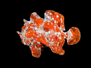 Reeftopia 4 Giant Frogfish