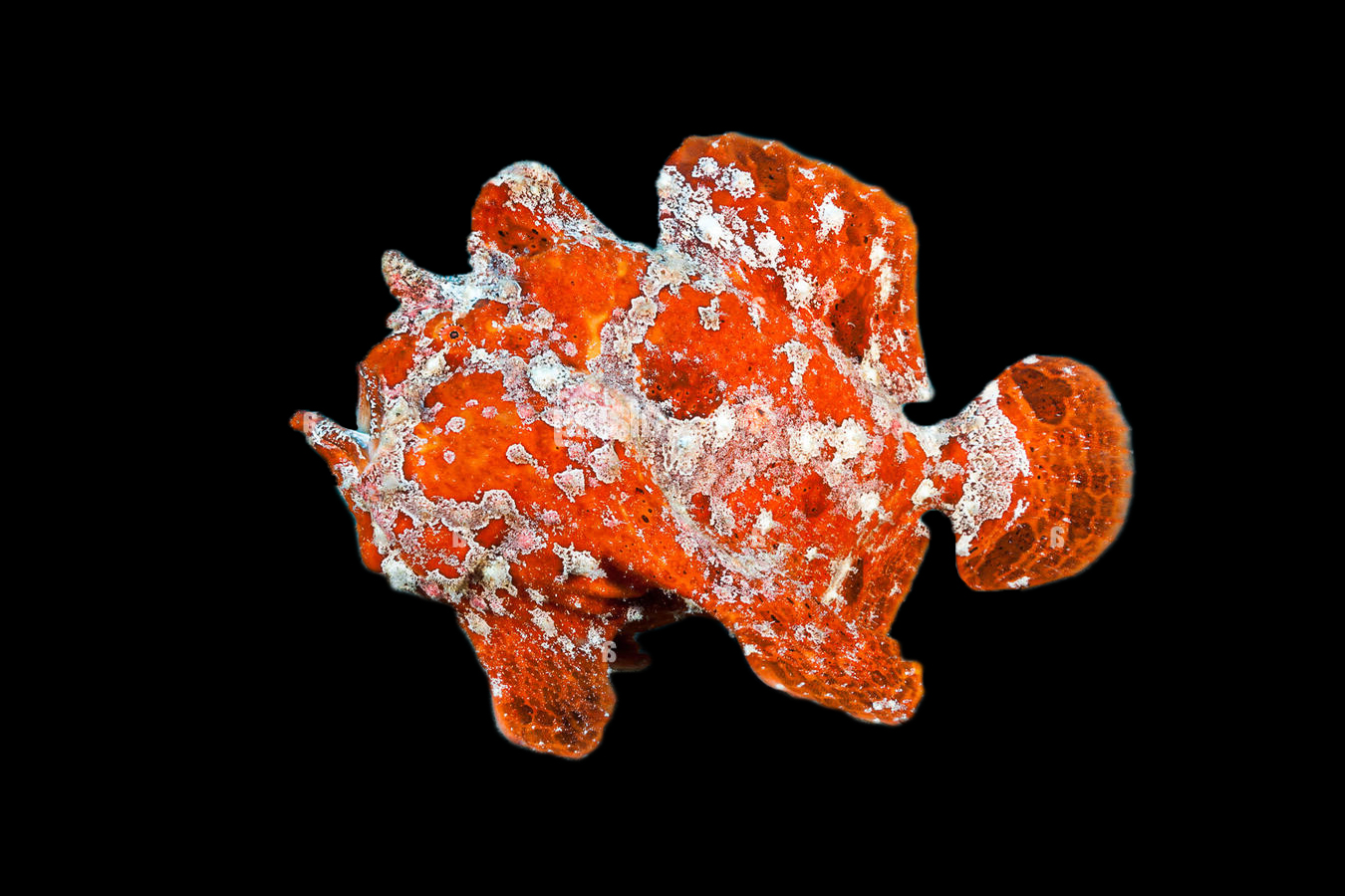 Giant Frogfish 1 Giant Frogfish