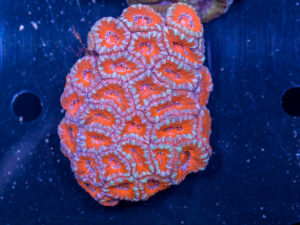 Acan - Lord Howe