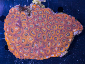 Acan - Echinata