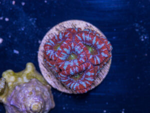 Acan - Lord Howe