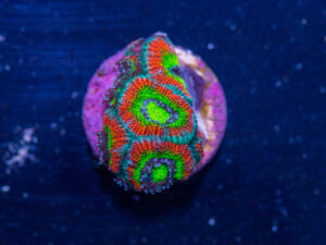 Acan - Holy Grail