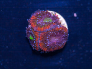 Acan - Holy Grail