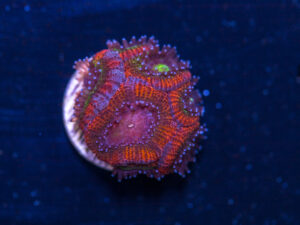Acan - Holy Grail