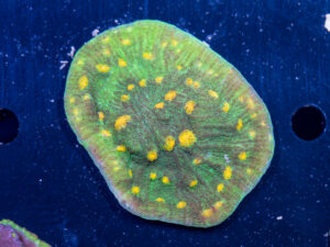 Chalice - Space Invader