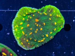 Chalice - Space Invader