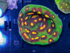 Chalice - Raja Rampage