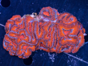 Acan - Lord Howe