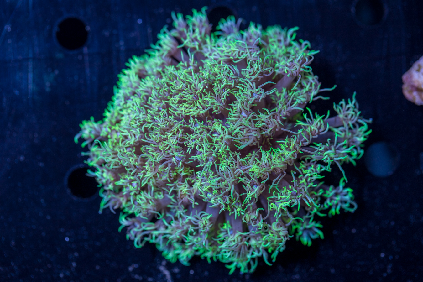 Goniopora 1 Goniopora