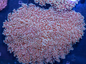 Frogspawn