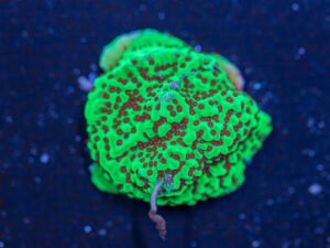 Montipora - Chilli Pepper