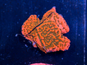 Montipora - Cherry Tree