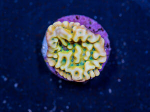 Montipora - Beach Bum