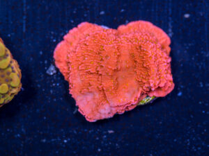 Montipora - Sunburst